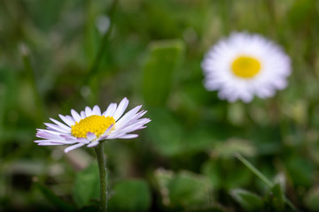 Photo of Irish Daisy (Bellis perennis).Flower of the Asteraceae family, often considered the archetypal species of that name. Photo taken in Co Louth