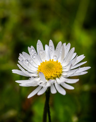 Obraz premium Photo of Irish Daisy (Bellis perennis).Flower of the Asteraceae family, often considered the archetypal species of that name. Photo taken in Co Louth