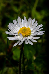Photo of Irish Daisy (Bellis perennis).Flower of the Asteraceae family, often considered the archetypal species of that name. Photo taken in Co Louth © Pavel