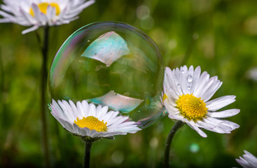 Photo of Irish Daisy (Bellis perennis).Flower of the Asteraceae family, often considered the archetypal species of that name. Photo taken in Co Louth © Pavel