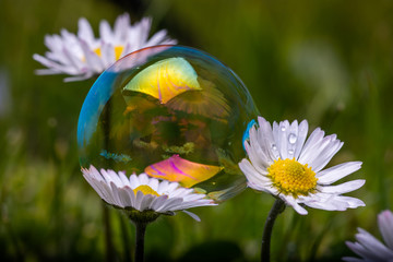 Photo of Irish Daisy (Bellis perennis).Flower of the Asteraceae family, often considered the archetypal species of that name. Photo taken in Co Louth © Pavel