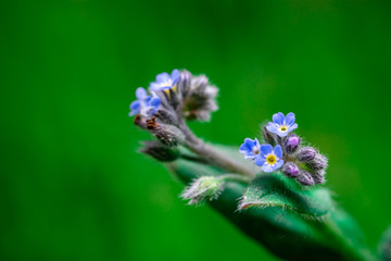 Forget-me-not