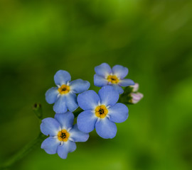 Forget-me-not