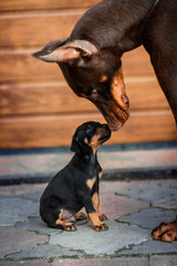 Black Doberman dog with puppies. Dobermann kisses his puppy