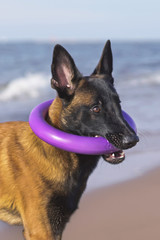 The portrait of a funny young Belgian Shepherd Malinois dog posing outdoors holding a puller ring toy in its mouth