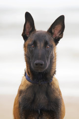 The portrait of a funny Belgian Shepherd Malinois puppy with a collar posing outdoors at the seaside in windy weather