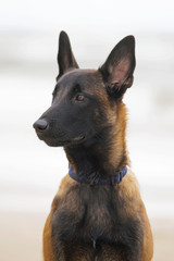 The portrait of a funny Belgian Shepherd Malinois puppy with a collar posing outdoors at the seaside in windy weather