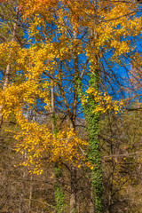 Herbstlicher Baum mit Efeu