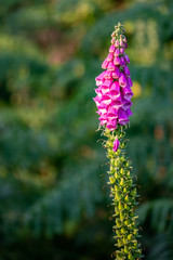 Foxglove