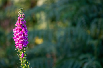 Foxglove