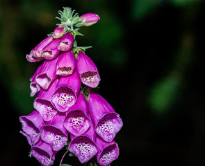 Foxglove