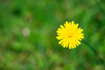 A clsoe up shot of a cute small dandelion flower in natural light.
