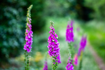 Foxglove