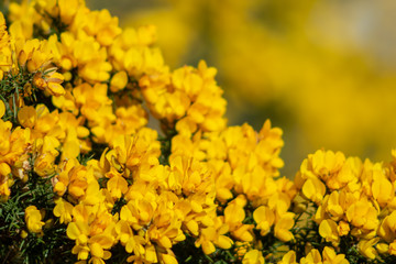 Gorse