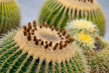Close up of near flowers on a spherical cylindral cactus plant