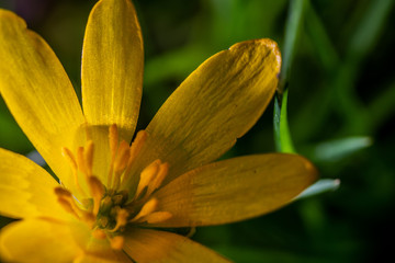 Lesser Celandine