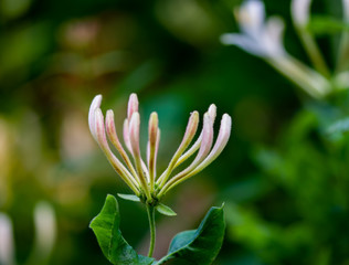 honeysuckle flower