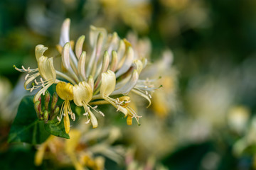 honeysuckle flower