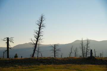Stark landscape of dead trees in morning light with distant mountains