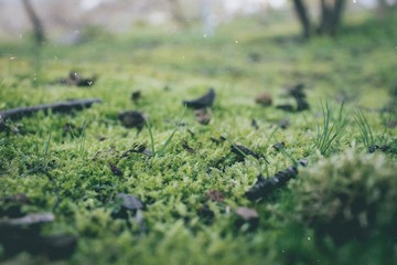 nature floor
