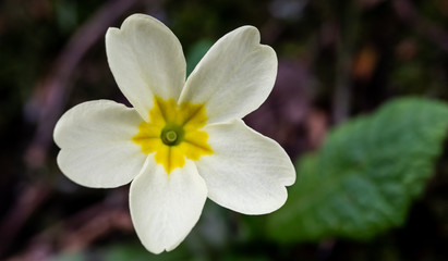 Naklejka premium Primrose