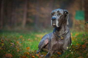 Greatdane in the Forest