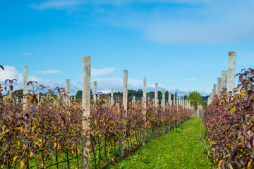 Apple orchard in the daytime with blue sky. Apple trees in the rows.
