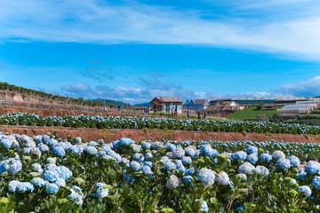 Field of hydrangeas flowers, these beautiful flowers are grown at land Da Lat, Vietnam