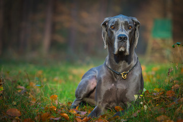 Greatdane in the Forest © Ben.Photoholic