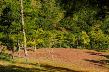 Obraz premium Amazing landscape at Da lat Vietnam at evening, people grazing cows on meadow among pine forest, pink grass hill contrast with green tree make wonderful scene for DaLat tourism