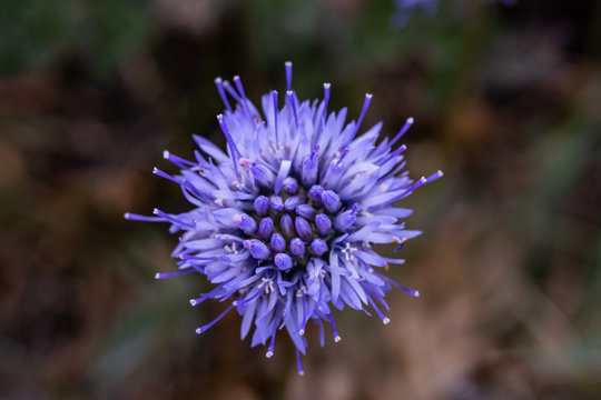 Sheep's-bit (Jasione montana) - family group Campanulaceae. Photo taken in Co Louth. Ireland