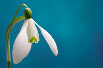 Snowdrop
