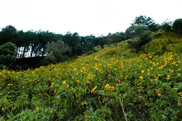 Bush of wild sunflower bloom in yellow, colorful scene in Da Lat, Vietnam