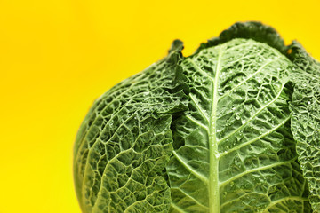 Fresh green savoy cabbage on color background