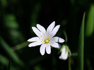 Stellaria holostea