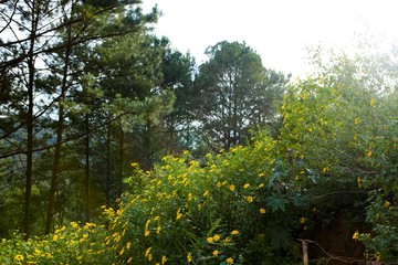 Fototapeta premium Bush of wild sunflower bloom in yellow, colorful scene in Da Lat, Vietnam