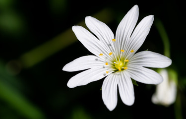 Stellaria holostea