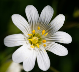 Obraz premium Stellaria holostea