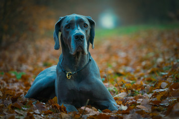 Greatdane in the Forest © Ben.Photoholic