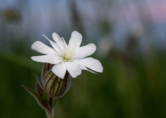 White Campion
