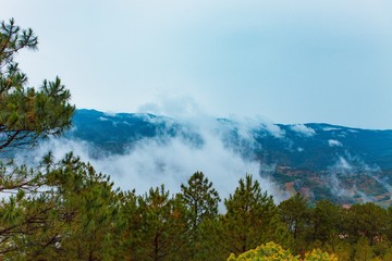 Pine forest, highland Da Lat city fog in the morning in Langbiang
