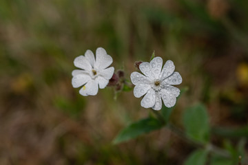 White Campion