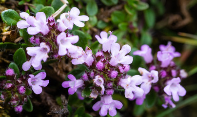Wild Thyme (Thymus polytrichus) - photo taken in Co Louth, Ireland