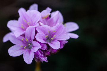 Wild Thyme (Thymus polytrichus) - photo taken in Co Louth, Ireland