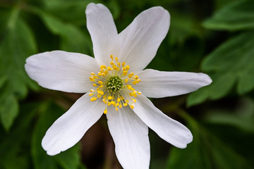 Wood Anemone (Anemone nemorosa) - photo taken in Co Louth, Ireland