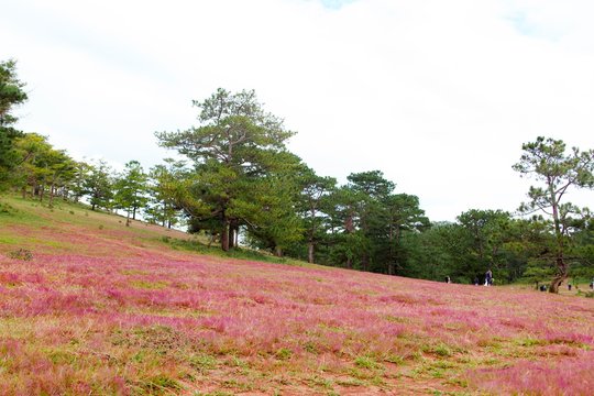 Amazing landscape at Da lat Vietnam at evening, people grazing cows on meadow among pine forest, pink grass hill contrast with green tree make wonderful scene for DaLat tourism