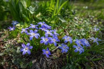 Fototapeta premium Some Glory-of-the-snow flowers (Chionodoxa luciliae) in spring