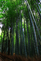 Fototapeta na wymiar Landscape of Japanese bamboo grove garden