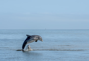 Wild Atlantic Bottlenose Dolphin Tursiops Truncatus Jumping Out of the Water While Another Dolphin Watches Beside Him © Mark