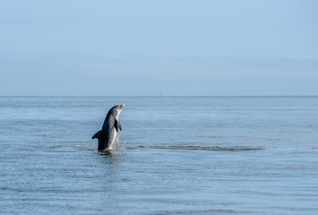 Fototapeta premium Wild Atlantic Bottlenose Dolphin Tursiops Truncatus Jumping Out of the Water While Playing in the Intercoastal Waterway in Savannah Georgia